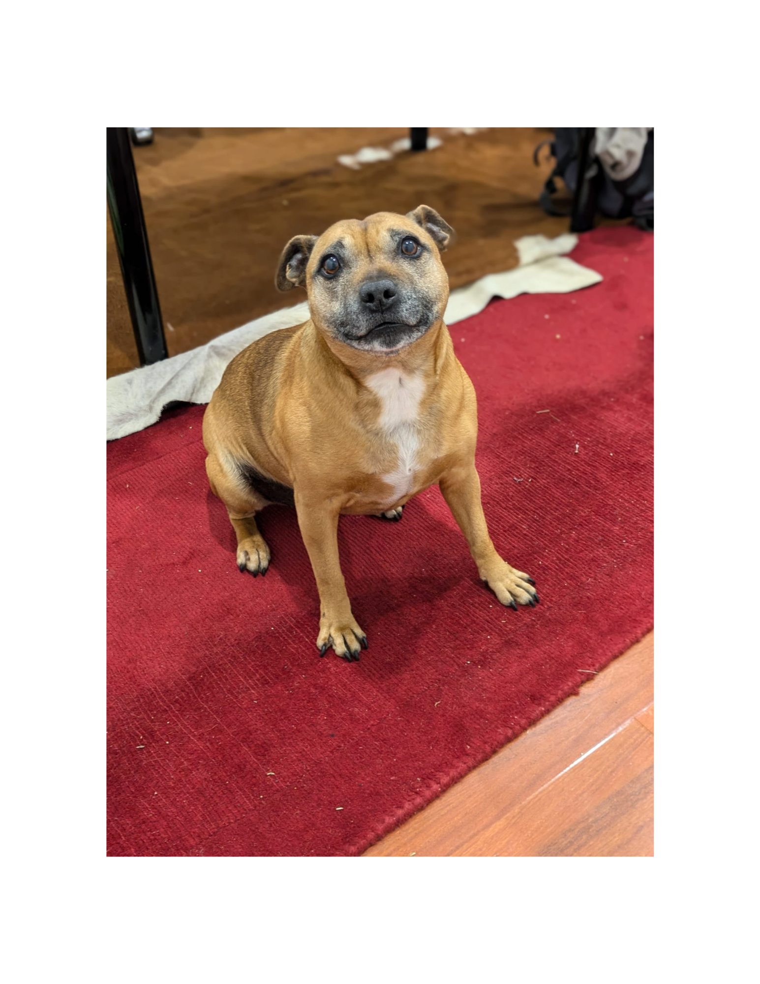 Customer pet photo example